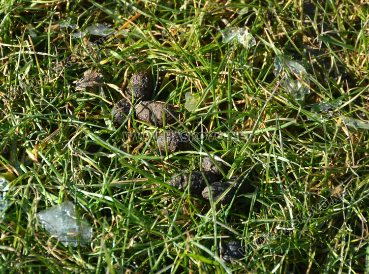 Читателка: Почиствайте след кучетата си в парка над ДНА, той е и за деца