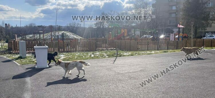 бездомни кучета