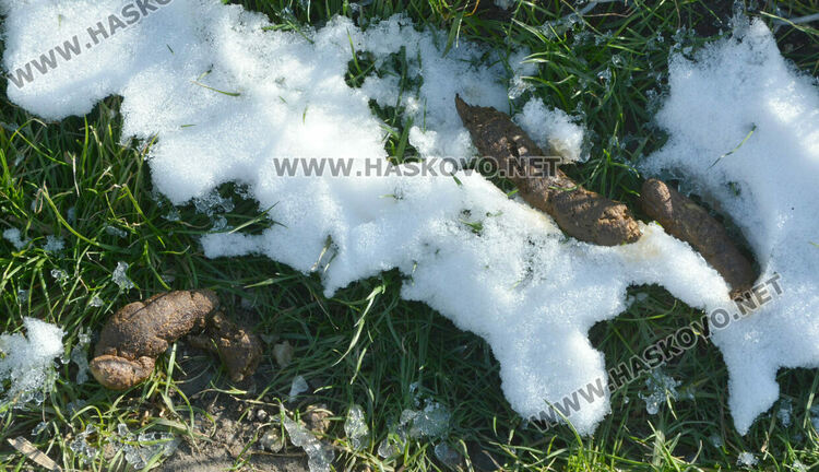 Читателка: Почиствайте след кучетата си в парка над ДНА, той е и за деца