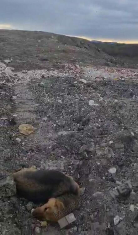 Жестокост!Изтребват бездомни кучета в Кърджали!