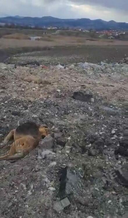 Жестокост!Изтребват бездомни кучета в Кърджали!