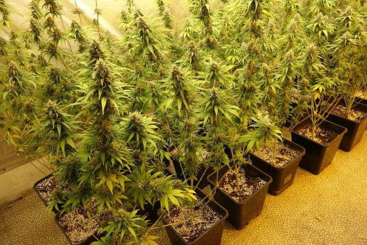 Разкрита е оранжерия за канабис, близо до Първомай