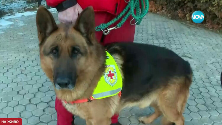 Българските кучета спасители в акция след земетресенията в Турция