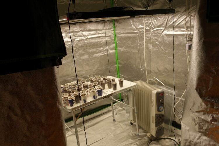 Разкрита е оранжерия за канабис, близо до Първомай