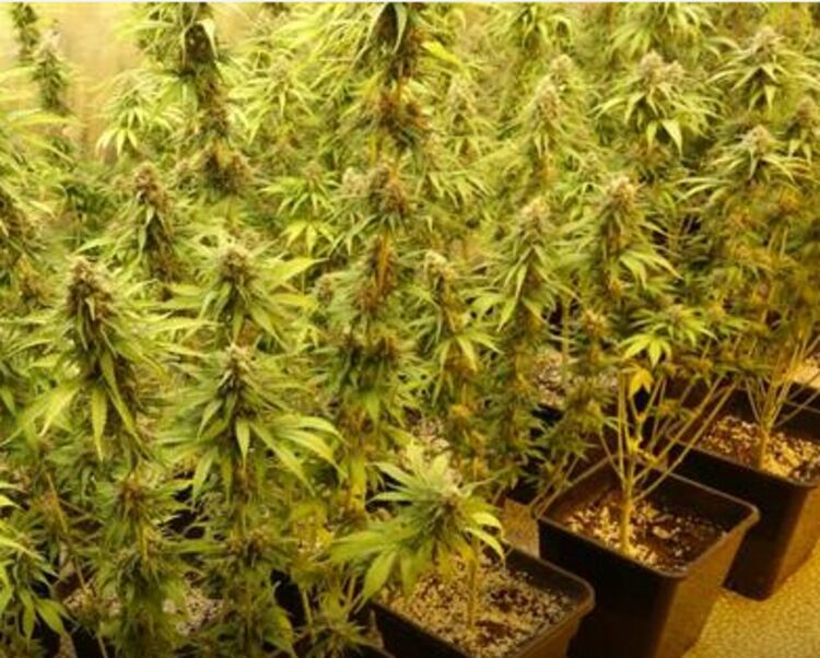 Разкрита е оранжерия за канабис, близо до Първомай