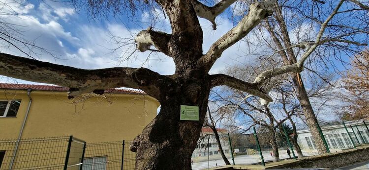 Две вековни дървета в Асеновград са обявени за защитени 