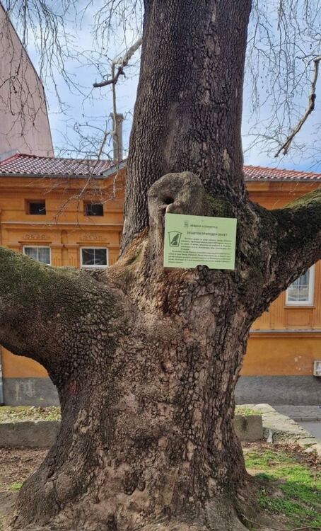 Две вековни дървета в Асеновград са обявени за защитени 