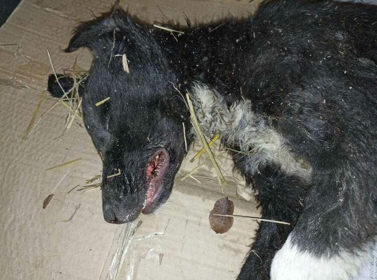 Убитото куче от Пиявец