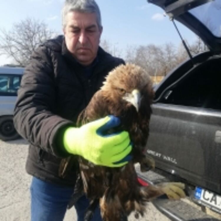 РИОСВ - Пловдив спаси екземпляр от защитения вид скален орел край село Бачково