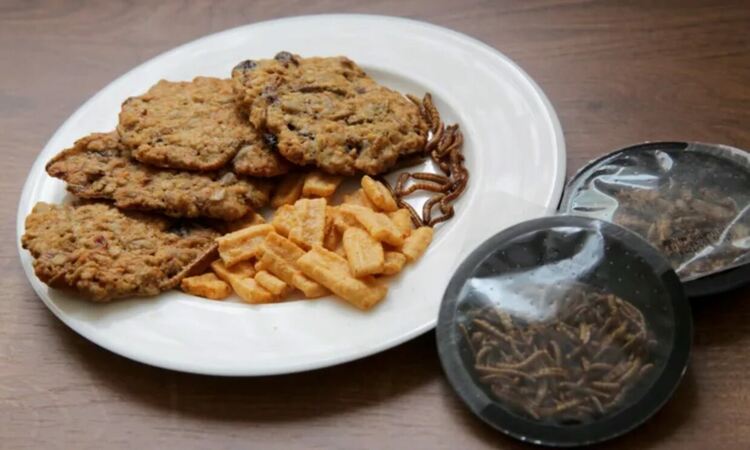 БАБХ: Насекоми, вложени в храни, задължително се изписват на български език на етикета