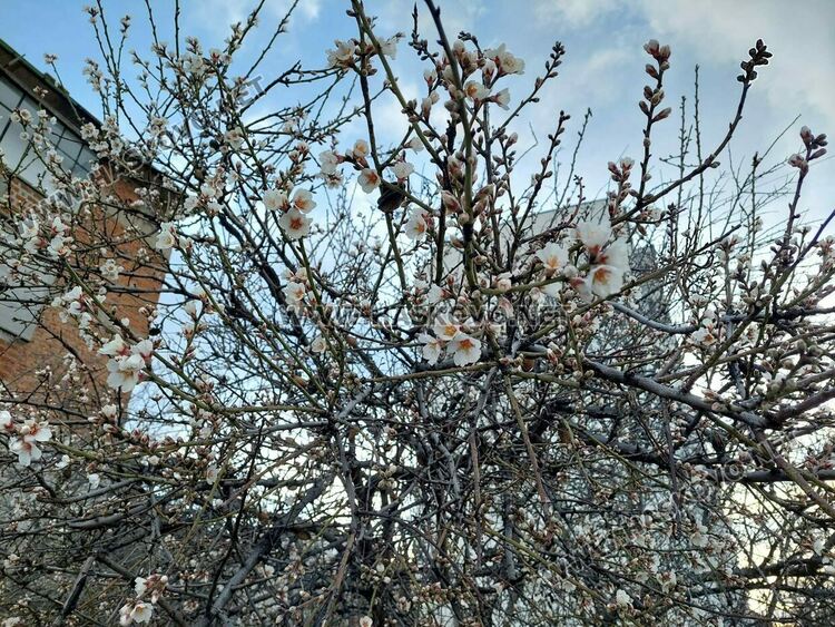 В Хасково цъфнаха бадемите в топлото време