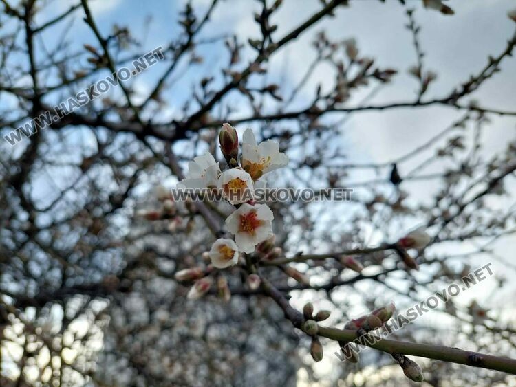 В Хасково цъфнаха бадемите в топлото време