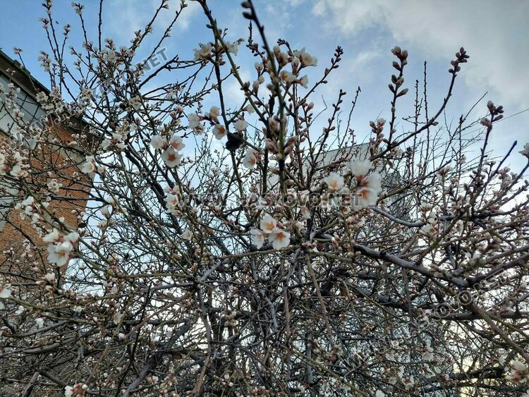 В Хасково цъфнаха бадемите в топлото време