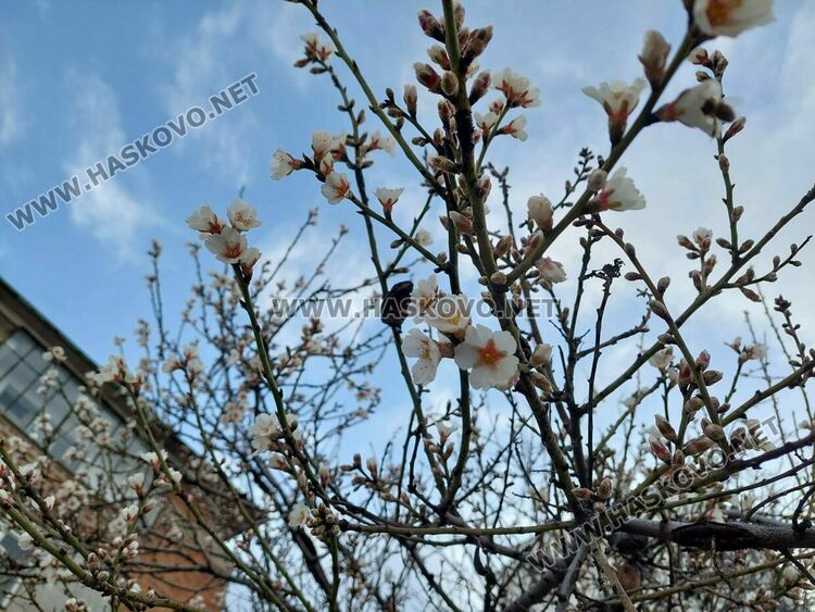 В Хасково цъфнаха бадемите в топлото време