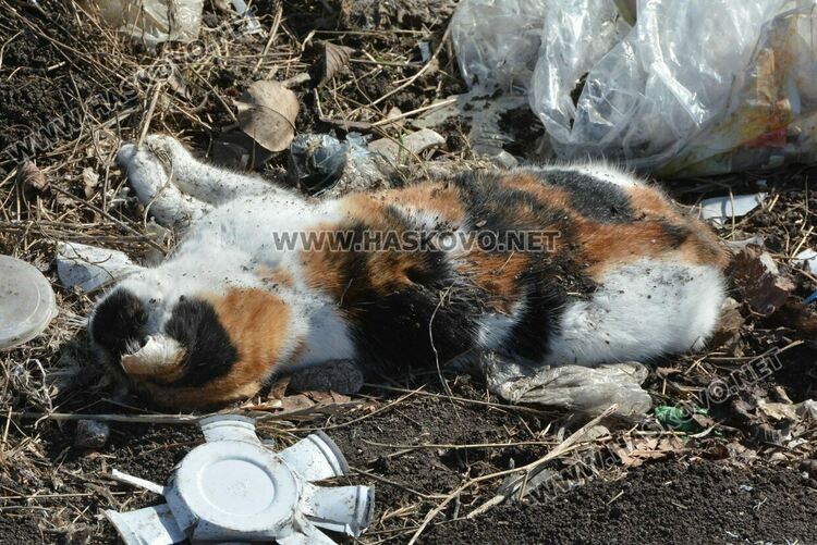 Разчистват незаконно сметище, още две глоби за хасковлия