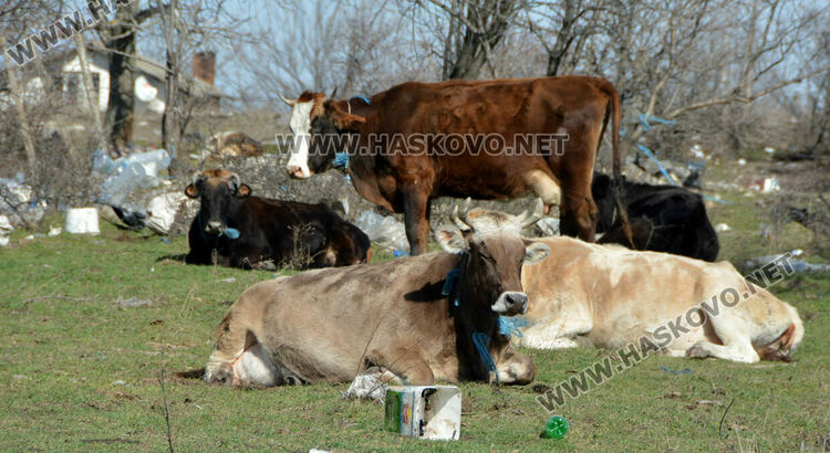 Разчистват незаконно сметище, още две глоби за хасковлия