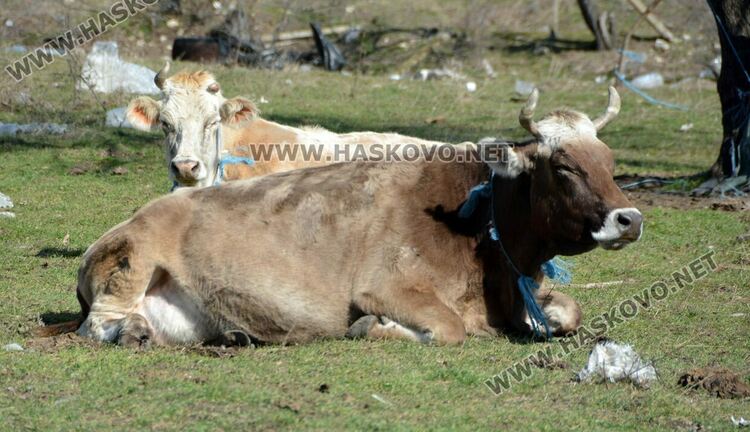 Разчистват незаконно сметище, още две глоби за хасковлия