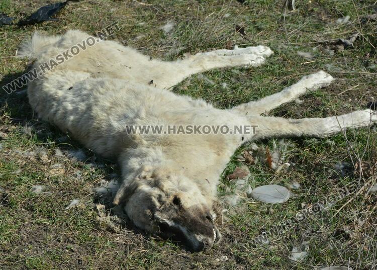 Разчистват незаконно сметище, още две глоби за хасковлия
