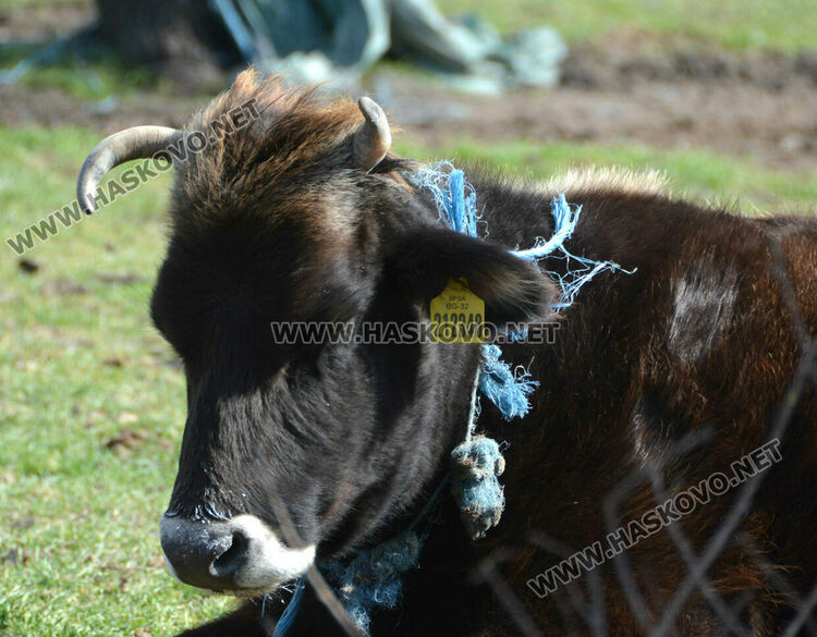Разчистват незаконно сметище, още две глоби за хасковлия