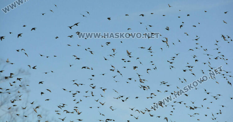 Разчистват незаконно сметище, още две глоби за хасковлия