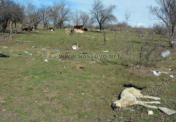 Разчистват незаконно сметище, още две глоби за хасковлия