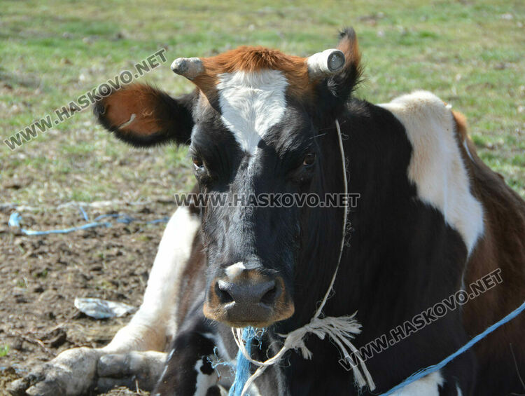 Разчистват незаконно сметище, още две глоби за хасковлия