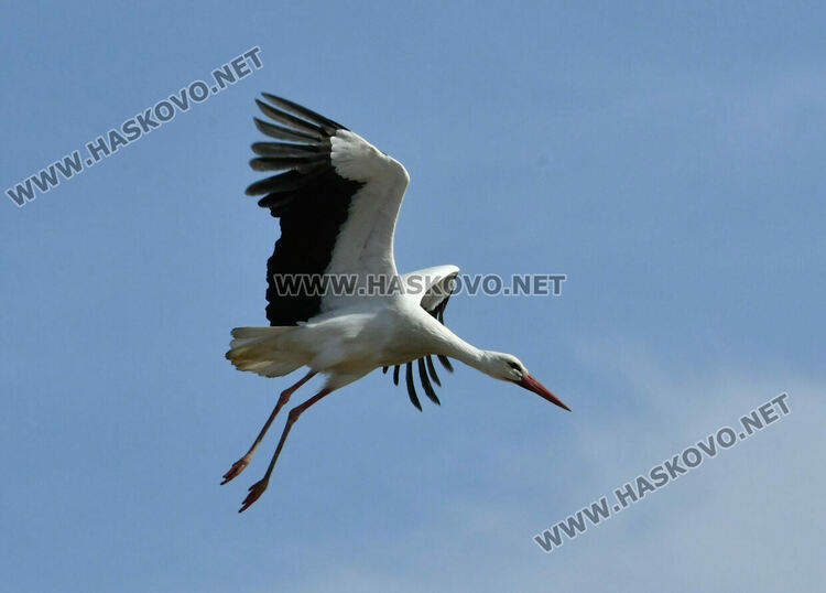 Щъркелът Дончо се върна в гнездото си в с. Подкрепа като предвестник на пролетта