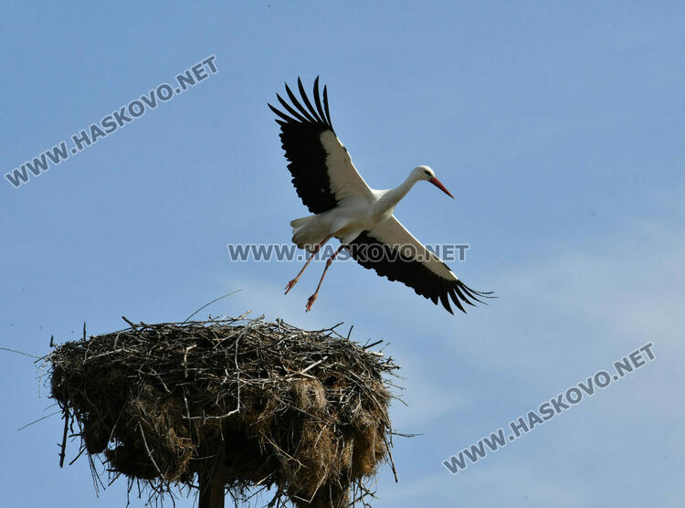 Щъркелът Дончо се върна в гнездото си в с. Подкрепа като предвестник на пролетта