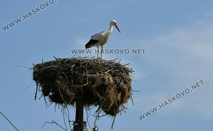 Щъркелът Дончо се върна в гнездото си в с. Подкрепа като предвестник на пролетта