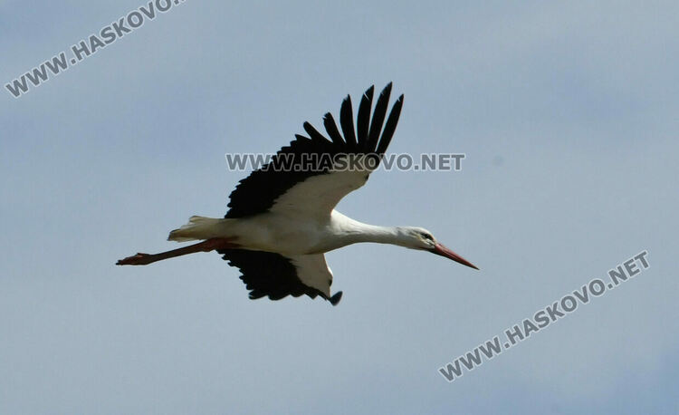 Щъркелът Дончо се върна в гнездото си в с. Подкрепа като предвестник на пролетта