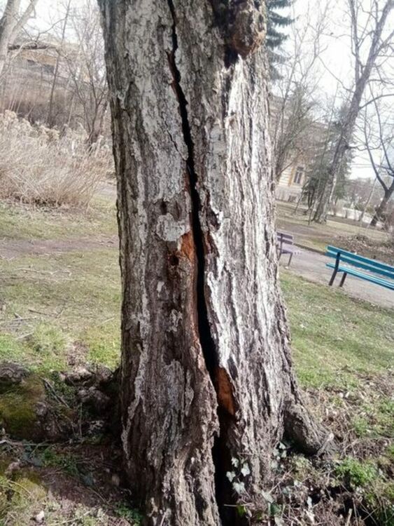 Опасни дървета и клони бяха премахнати на територията на града