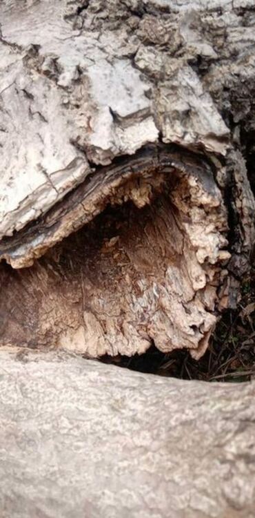 Опасни дървета и клони бяха премахнати на територията на града