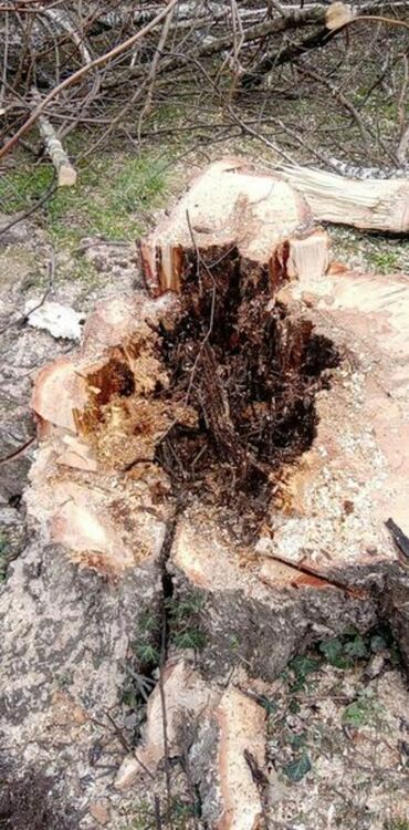 Опасни дървета и клони бяха премахнати на територията на града