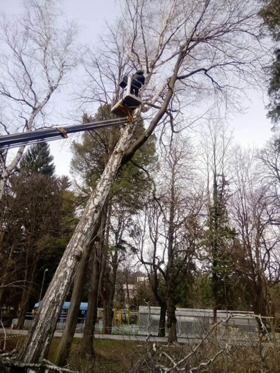 Опасни дървета и клони бяха премахнати на територията на града