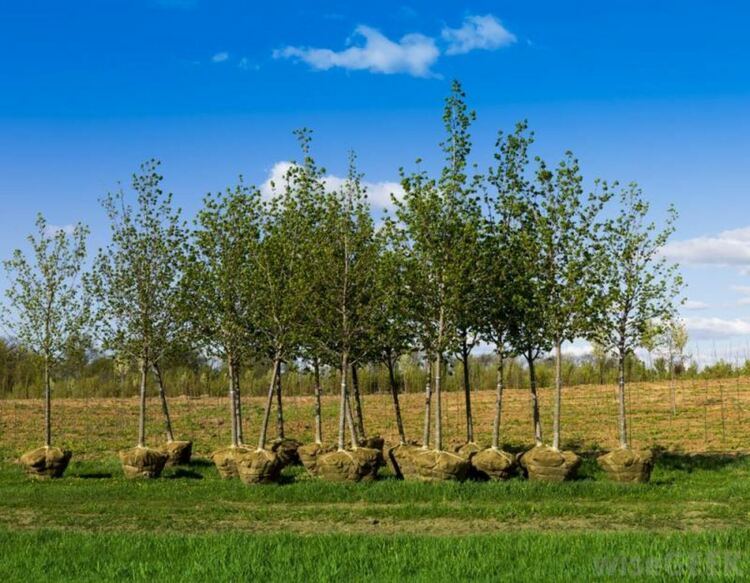 Засади дърво - 13 500 дръвчета ще бъдат раздадени безплатно в региона