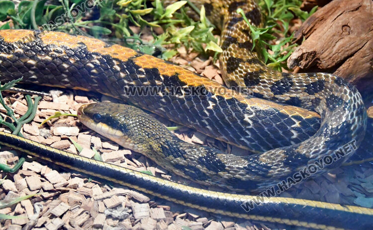 Показват екзотична изложба от 44 вида змии и гущери в Хасково