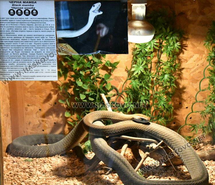 Показват екзотична изложба от 44 вида змии и гущери в Хасково