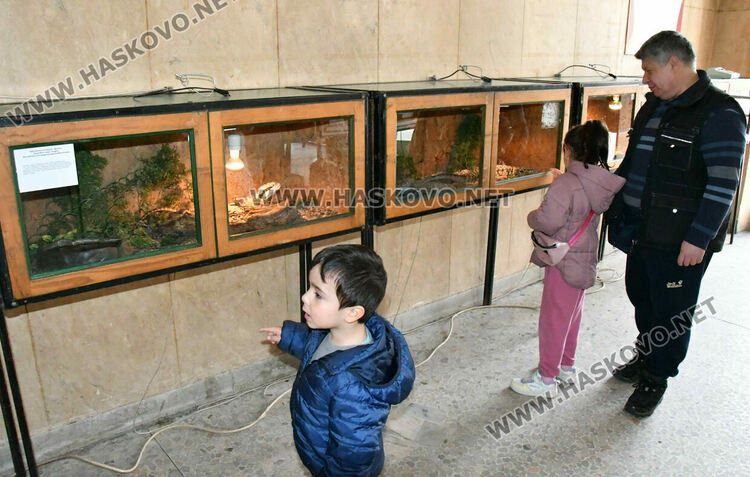 Показват екзотична изложба от 44 вида змии и гущери в Хасково