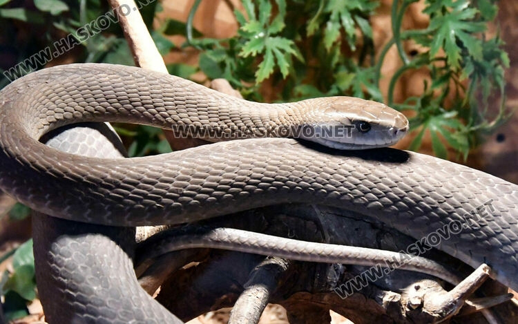 Показват екзотична изложба от 44 вида змии и гущери в Хасково