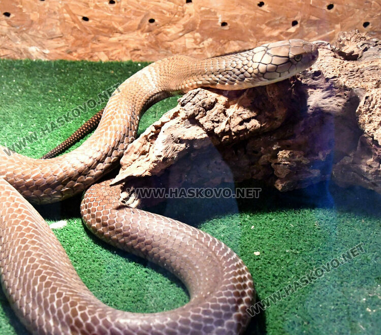Показват екзотична изложба от 44 вида змии и гущери в Хасково