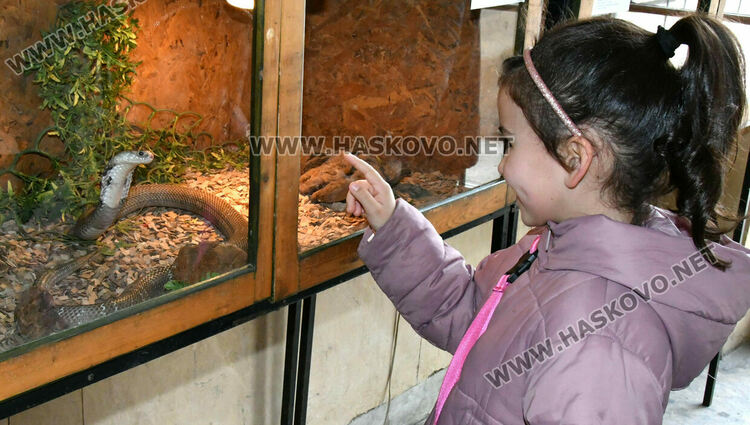 Показват екзотична изложба от 44 вида змии и гущери в Хасково