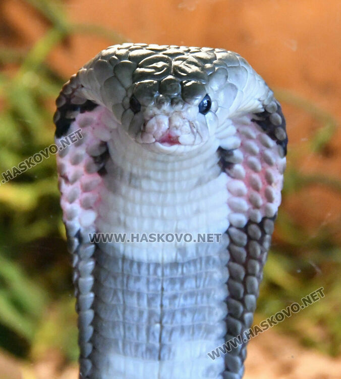 Показват екзотична изложба от 44 вида змии и гущери в Хасково