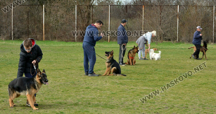 Интензивни тренировки за послушание за предстоящата киноложка изложба в Хасково
