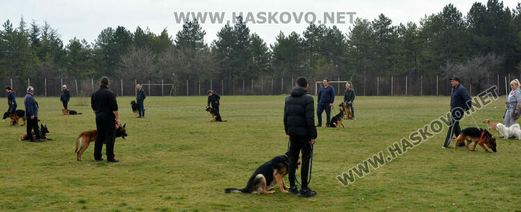 Интензивни тренировки за послушание за предстоящата киноложка изложба в Хасково