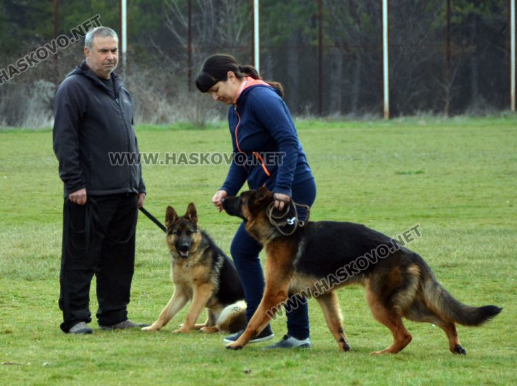 Интензивни тренировки за послушание за предстоящата киноложка изложба в Хасково