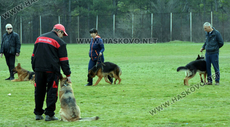 Интензивни тренировки за послушание за предстоящата киноложка изложба в Хасково