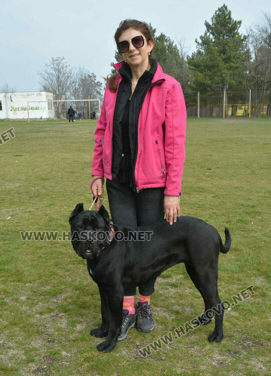 Интензивни тренировки за послушание за предстоящата киноложка изложба в Хасково