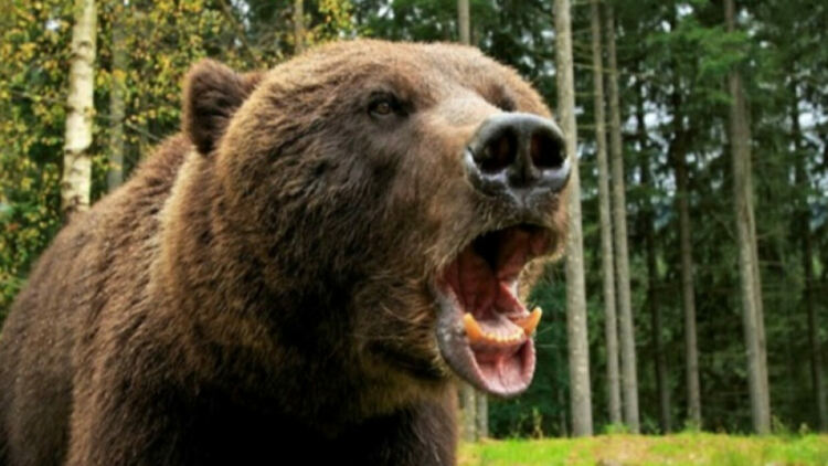 Мечки отново нападат в района на Смилян, пострадали са 7 говеда