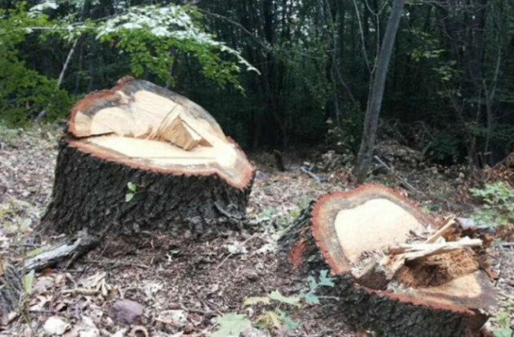Пак незаконна сеч в гората, повалени са 4 смърча