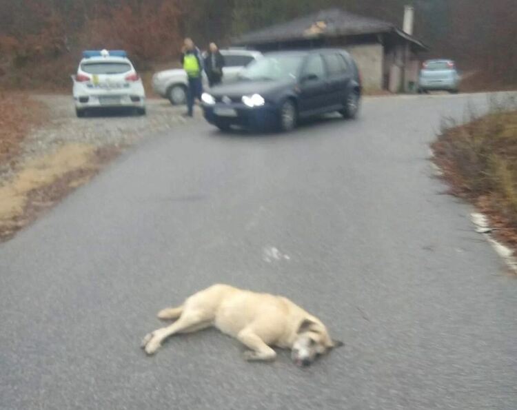 Убиха куче на пътя,издИрват шофьора